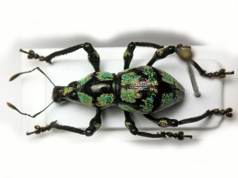 Metapocyrtus monstrosus Schultze, 1925